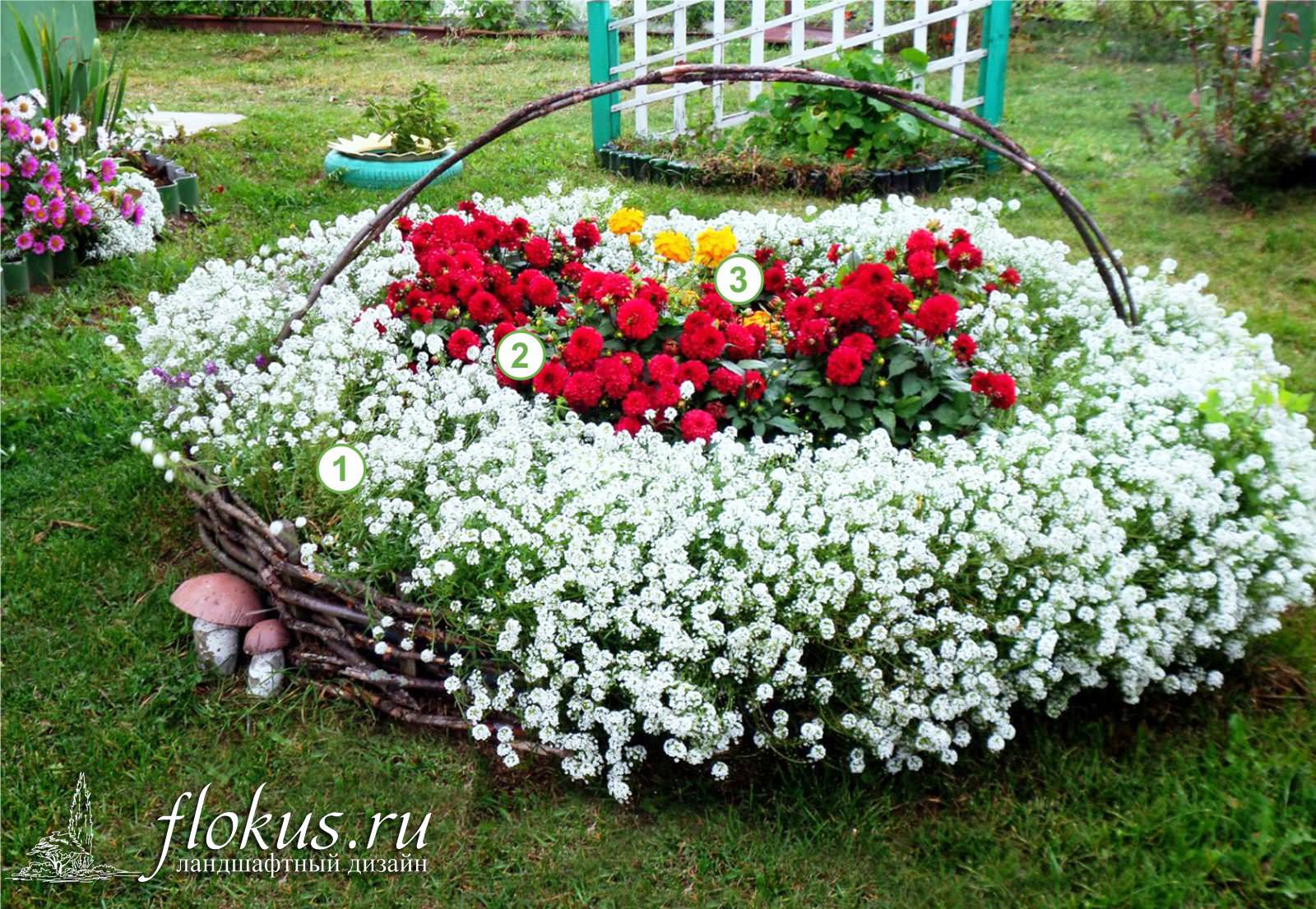 Алиссум в ландшафтном дизайне