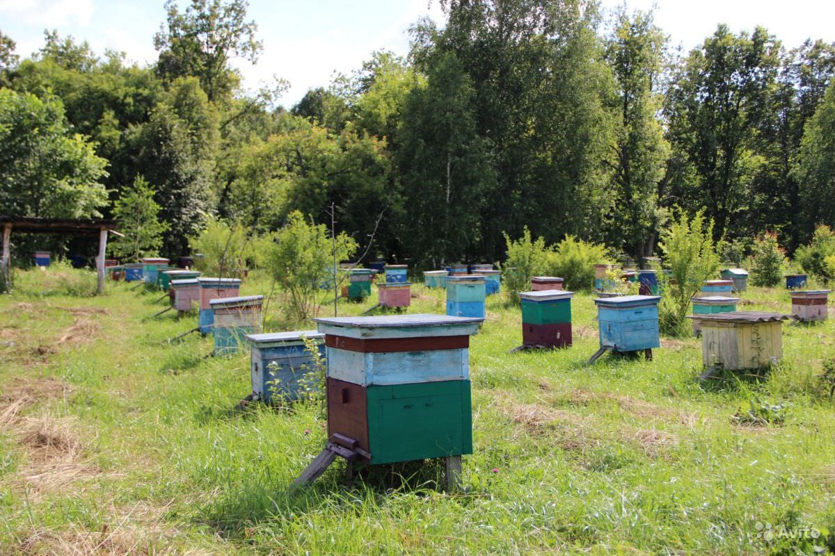 Башкирская пасека