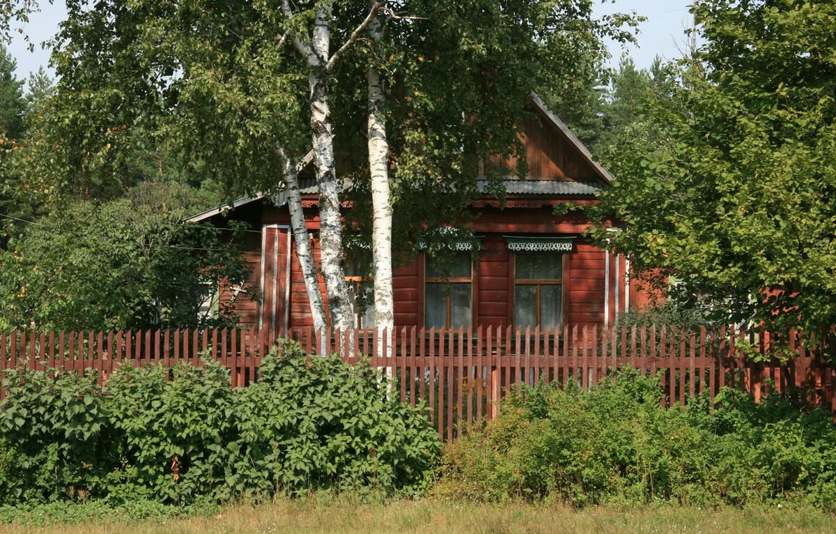 Береза у дома