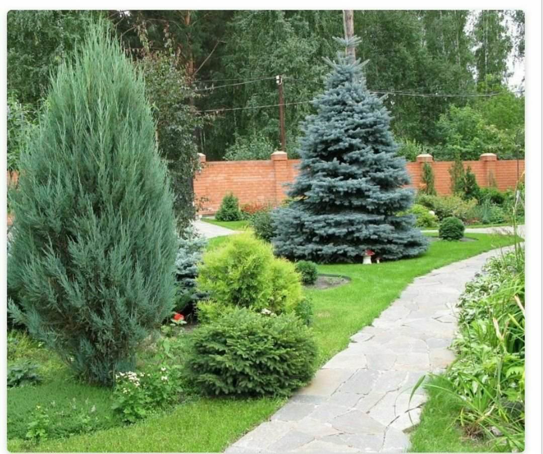 Ели в ландшафтном дизайне