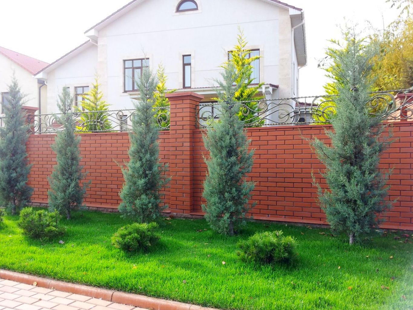 Какие кустарники посадить вдоль забора
