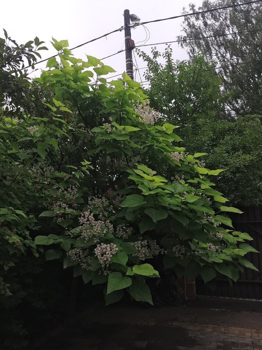 Катальпа в ландшафтном дизайне