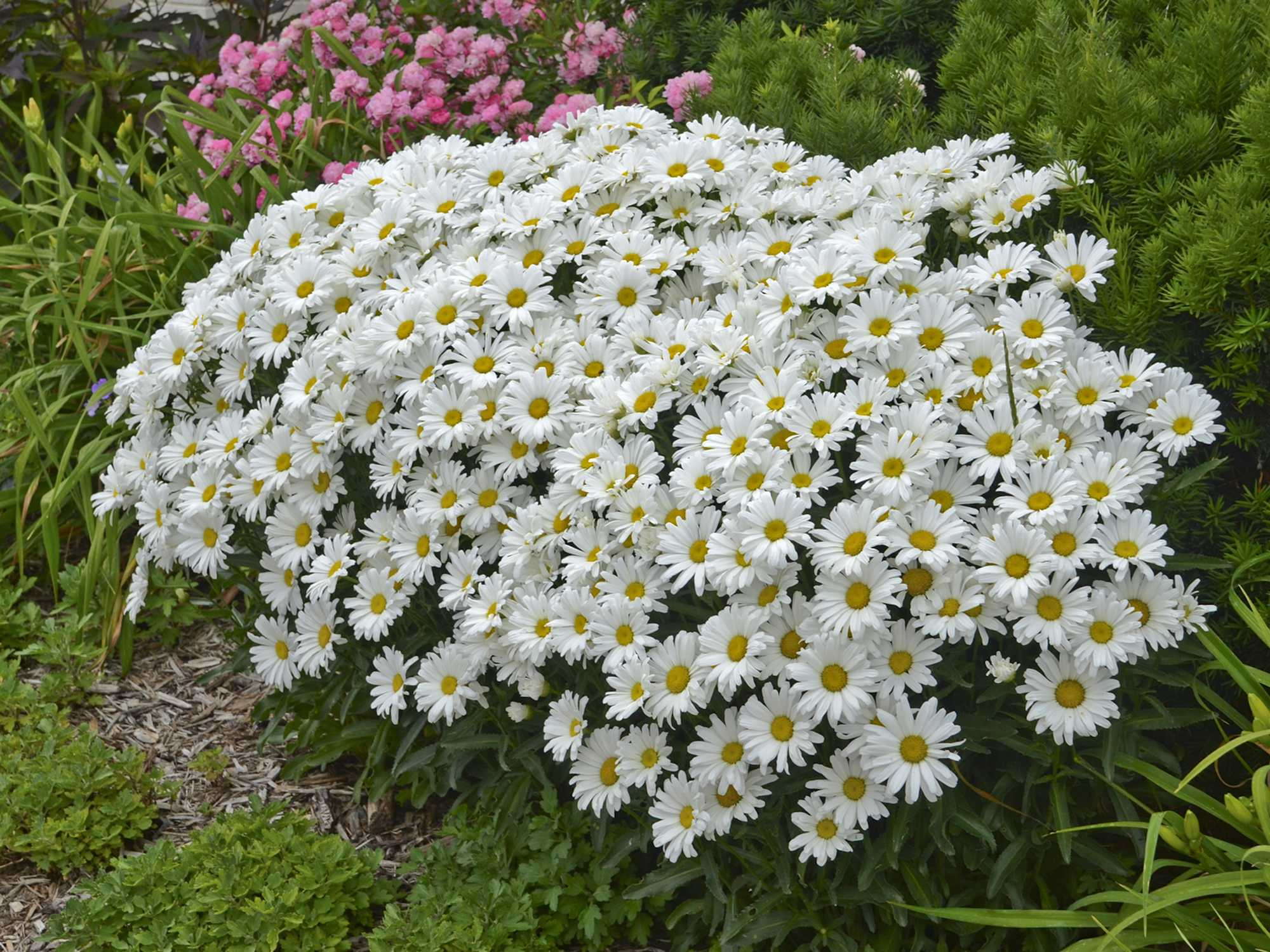 Клумба с ромашками