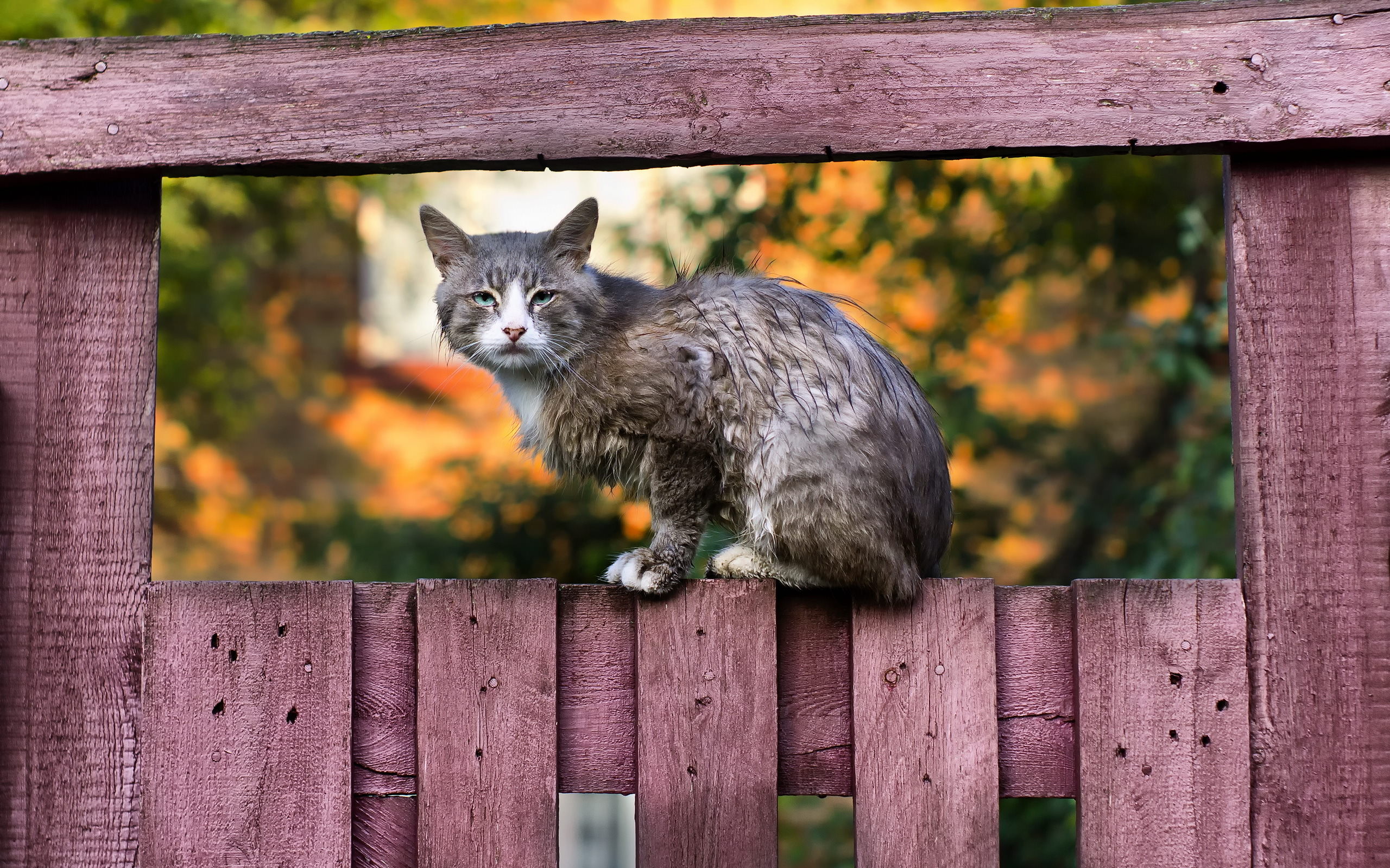 Кошка на заборе