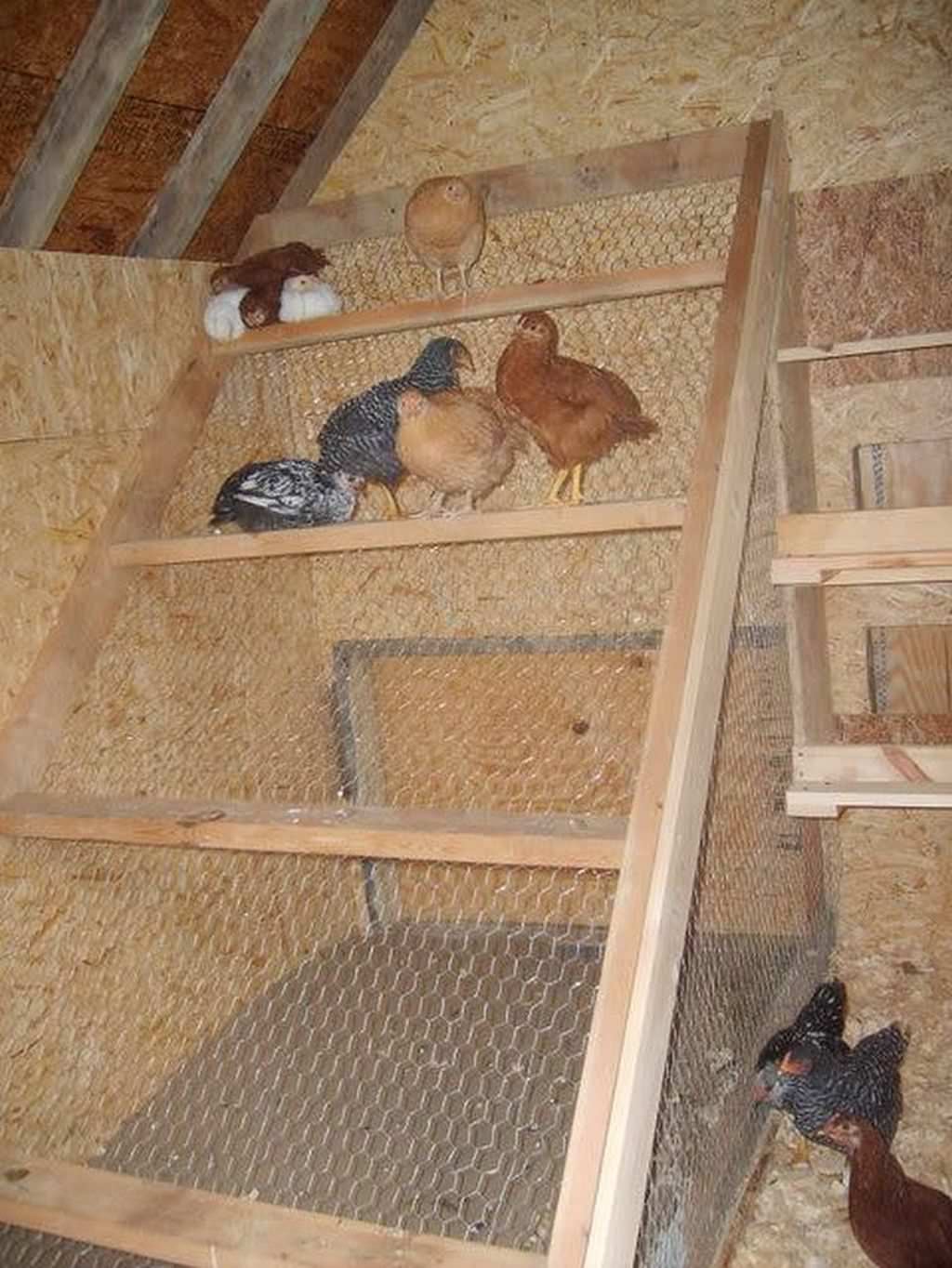 Обустройство курятника