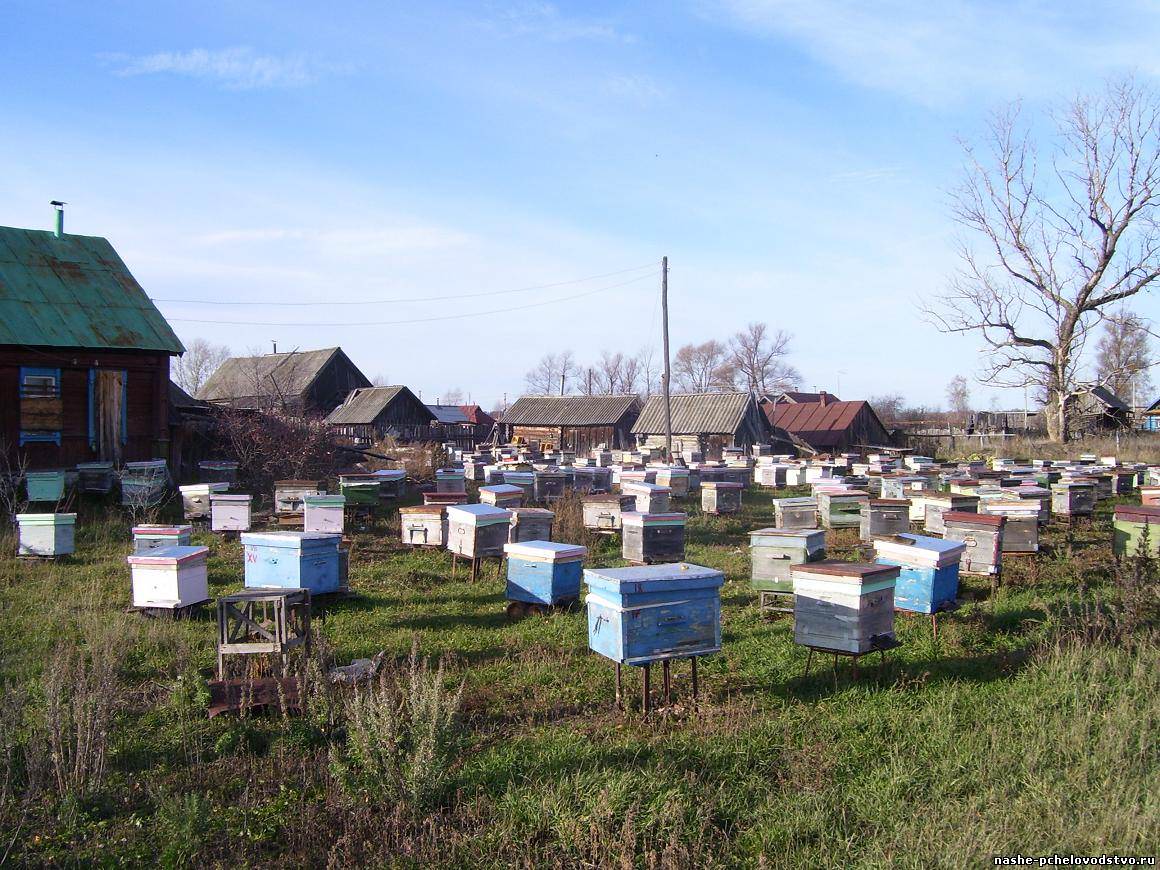 Пасека в деревне