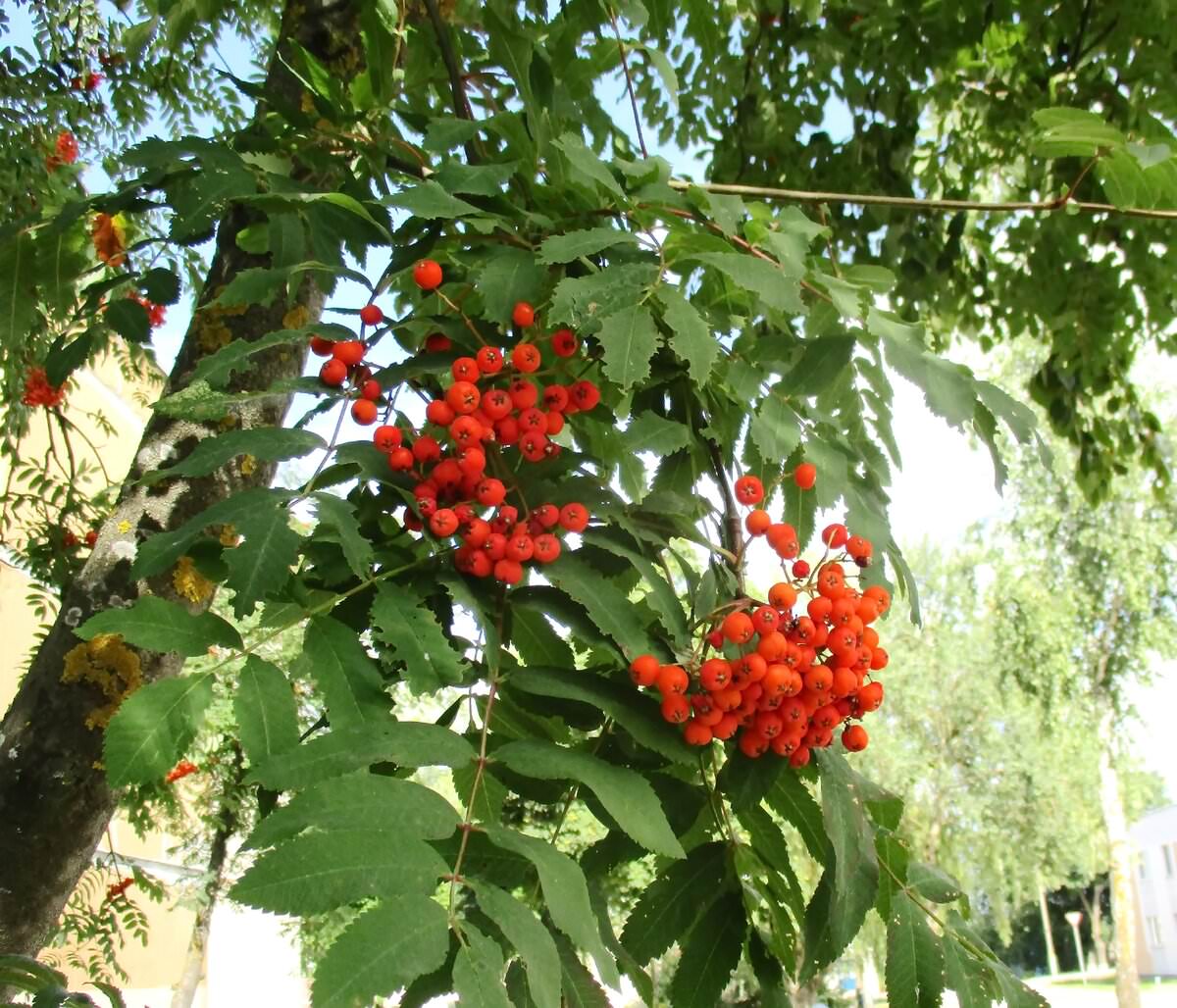 Рябина в ландшафтном дизайне