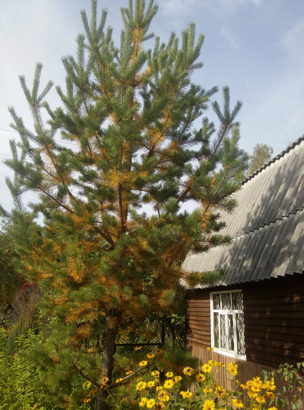 Сосна у дома