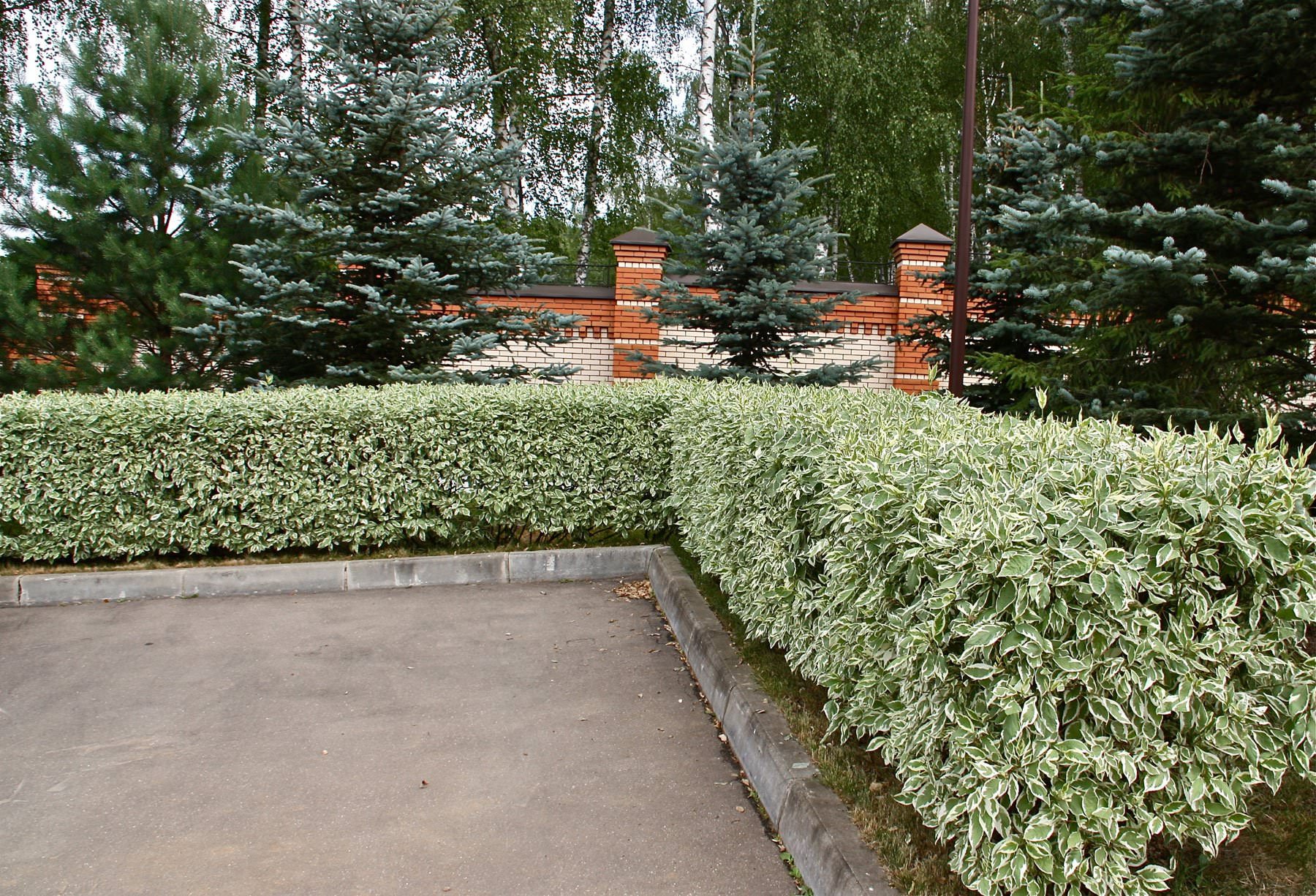 Живые изгороди в ландшафтном дизайне
